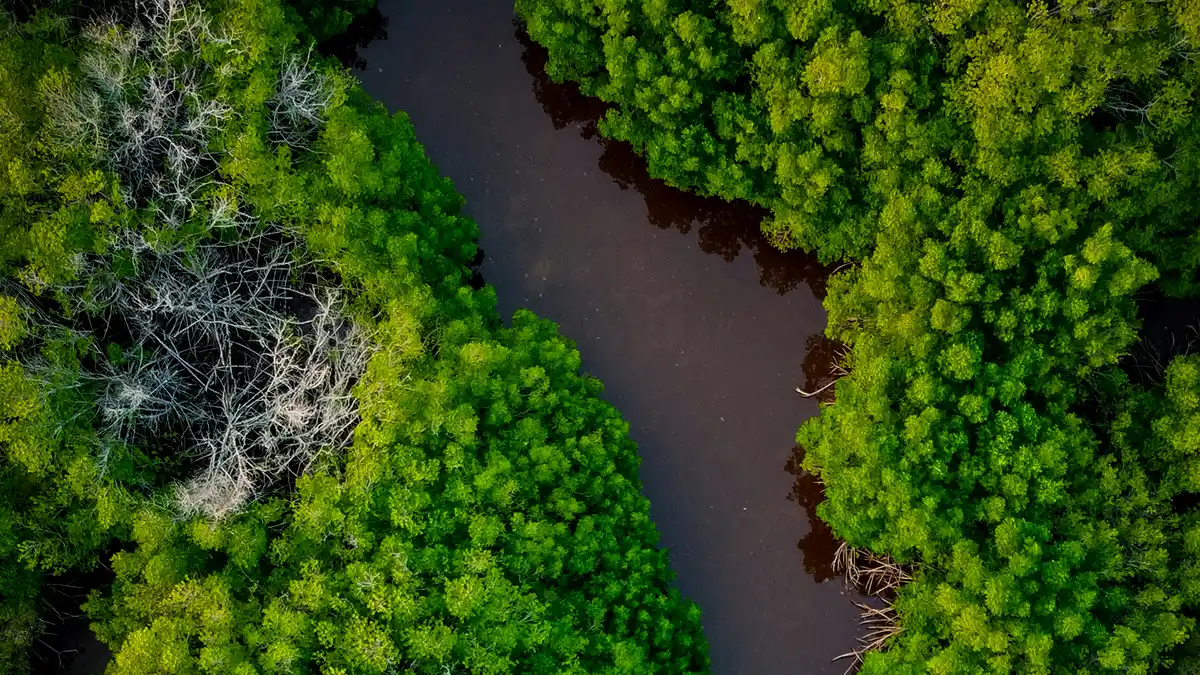 uma imagem área de um rio na amazônia