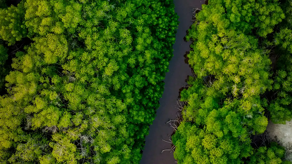 uma imagem área de um rio na amazônia